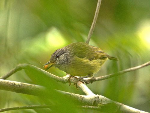 Streak-headed white-eye